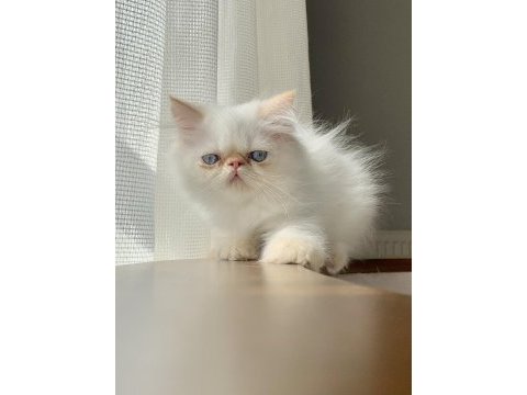 İran persian