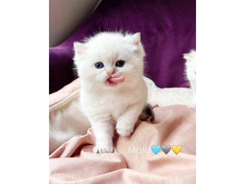 Erkek british longhair kedim