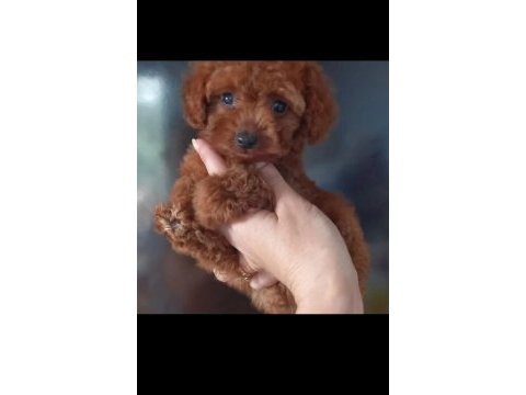 Pafuduk pafuduk poodle yavrular sizleri bekliyor