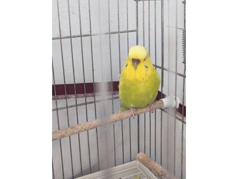 Jumbo dişi muhabbet kuşu