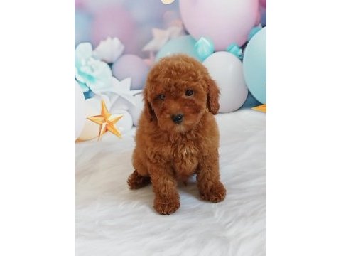 Red brown poodle yavrumuz