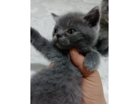 2 tane küçük afacanlar dik ve kırık kulak kedimiz