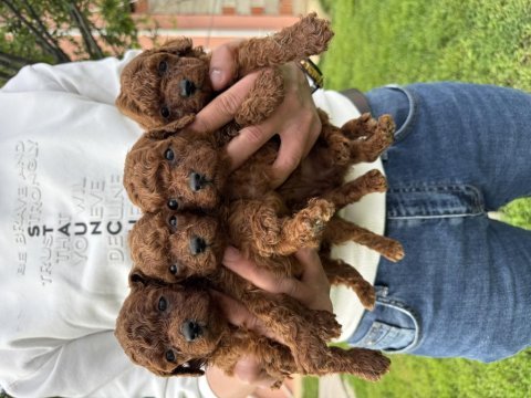 Teacup kore poodle bebekler