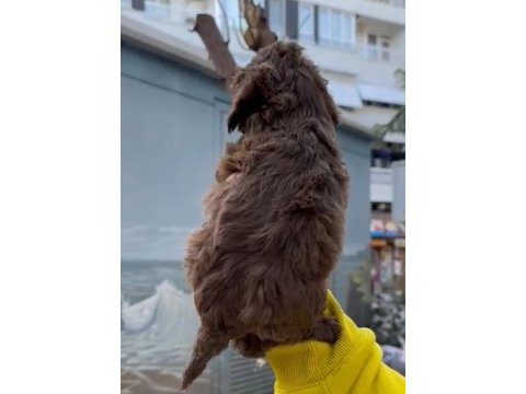 Dişi maltipoo sahiplendirme