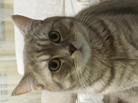 British shorthair