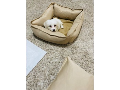 Maltese terrier köpeği