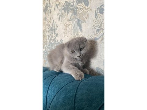 British shorthair kedimize sıcak bir yuva arıyoruz