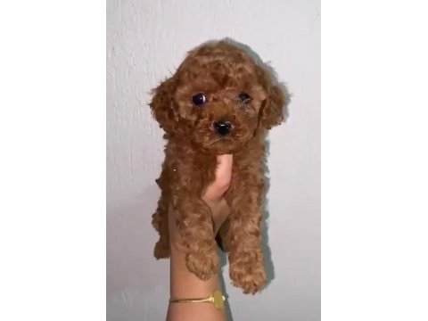Toy poodle yavrular ırk sağlık garantili