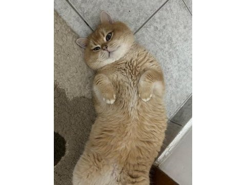 Yakışıklı 1 kedi bsh by12 golden british shorthair