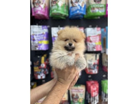 Pomeranian yavrularımız teacup sıfır boy