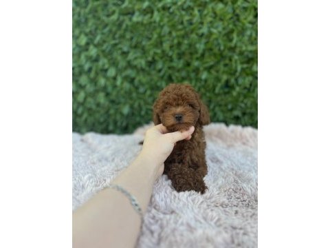 Toy poodle bebekler