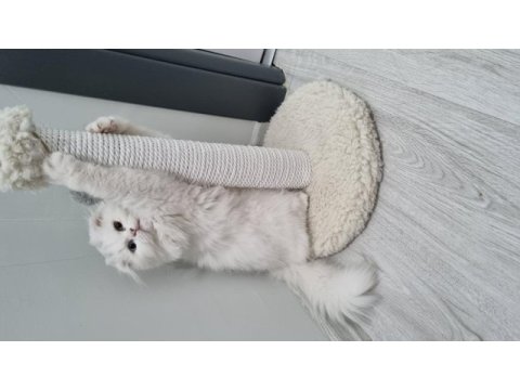 Scottish fold acil yuva aranıyor