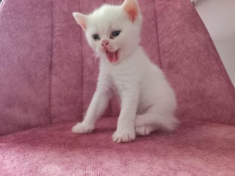 British shorthair bebekler