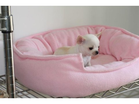 Sevimli chihuahua yavruları