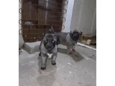 Yurt içi her yere gönderim sağlanır sivas kangalı