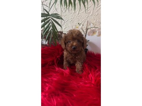 Red brown kore toy poodle bebeklerimiz
