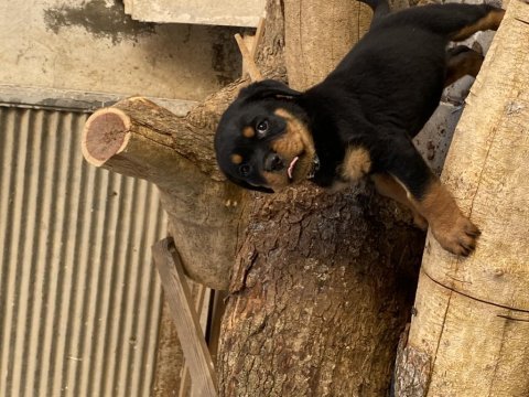 Rottweiler aşıları tam güçlü bağışlık sistemi