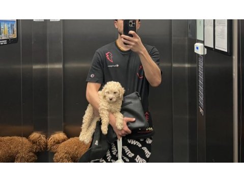 Poodle ayarında antialerjik maltipoo
