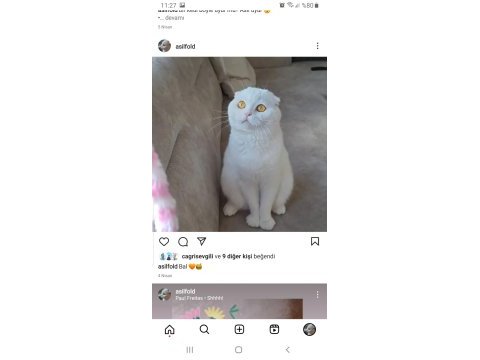 Scottish fold 2 yaşında