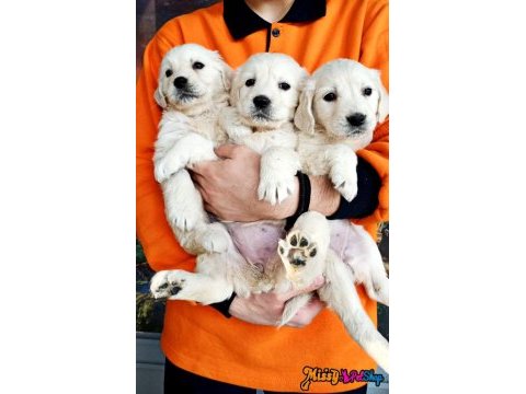 Golden retrıever puppy yavrılarımız