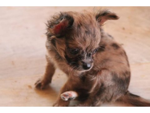 Harika erkek chihuahua bebek