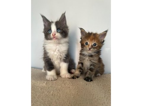 Sağlık ve ırk garantili minik maine coon devler