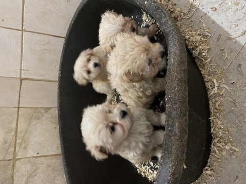 (sdk) çiftlikten sıfır numara maltese terrierler