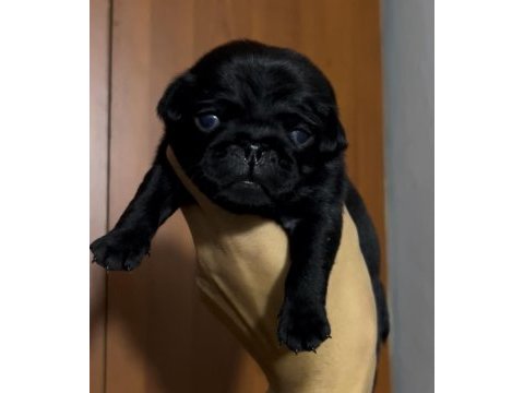 Pug köpekler rezerveye açık sadece