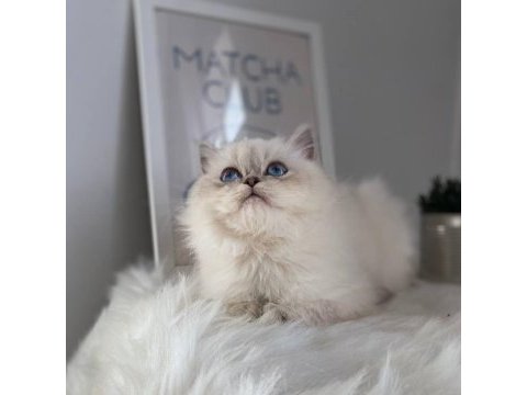British shorthair ve british longhair safkan yavrular