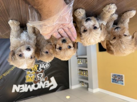 Bu yavrular kaçmaz maltipoo bebekler teslime hazır ank 