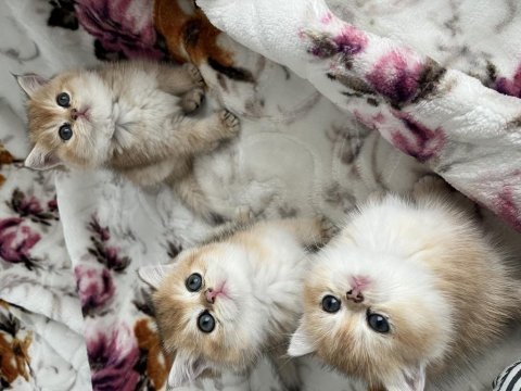 Anne baba şecereli golden british shorthair yavrular