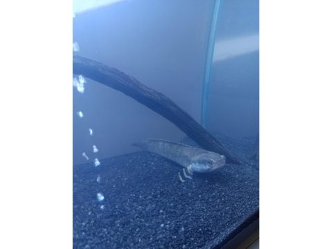 Channa yılanbaş 20 cm