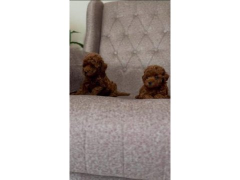Kuşadası sağlıklı özel toy poodle bebekler