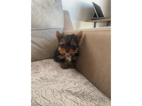 Safkan yorkshire terrier bebek köpekler