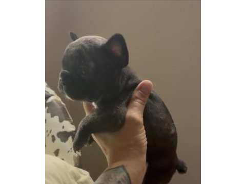 Black brindle french bulldog yavrular