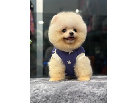 A+ kalite güzellik pomeranian bebekler