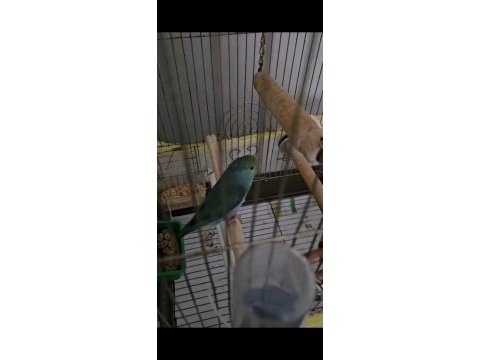 Erkek yavru forpus papağanı