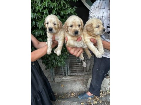 Golden retriever yavruları ücretsiz değildir