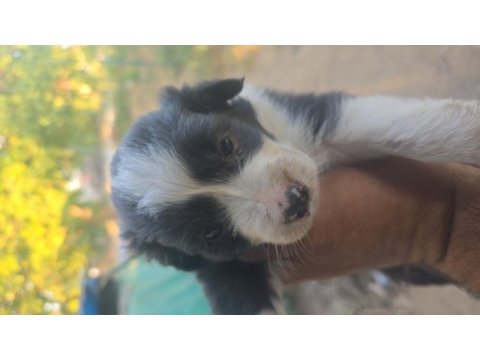 Safkan saĝlıklı border collie bebekler