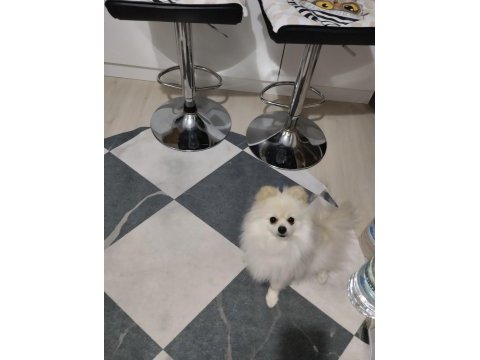 Sağlıklı oyuncu pomeranian boo