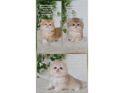 Safkan british longhair dişi yavrular