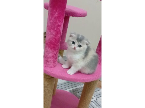 Fawn tortie bicolor scottish fold bilek golden