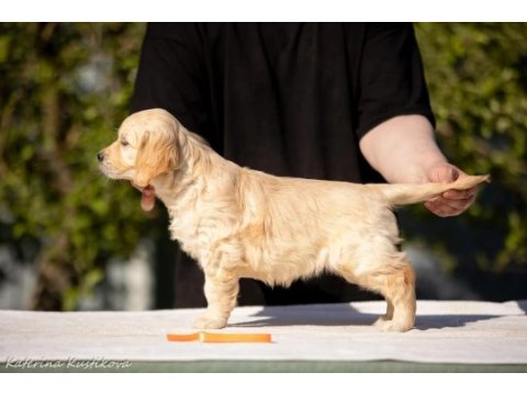 Golden retriever adrese teslim hizmetimiz vardır