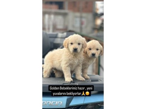 Yavru golden retriever bebekler mevcuttur 2 aylık