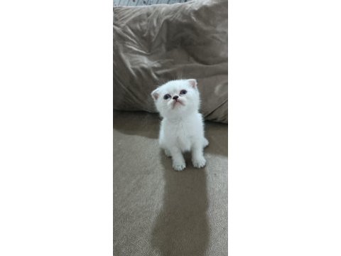 Scottish fold yavrumuz hazır