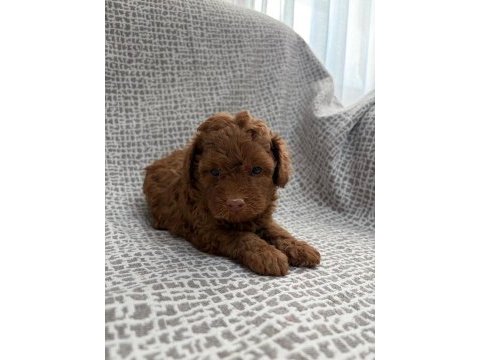 Küçük yakışıklı köpeğimiz