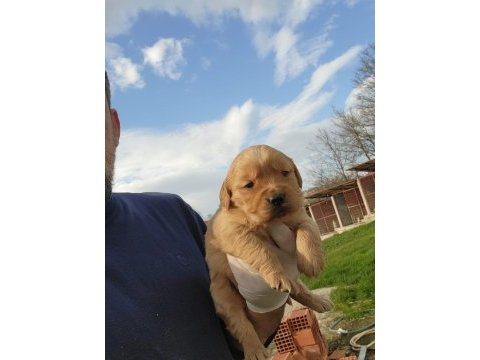 Golden retriever yavruları