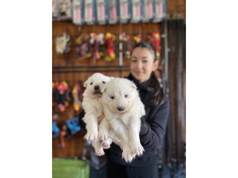 Orjinal safkan samoyed
