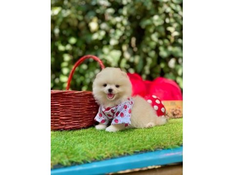Pomeranian yavruları