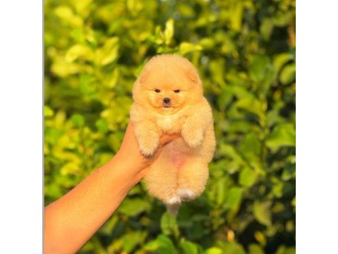 Ayıcık surat pomeranian boo